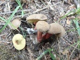 Boletus chrysenteron image
