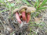 Boletus chrysenteron image