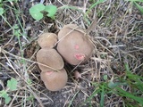 Boletus chrysenteron image