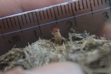 Psilocybe coprophila image