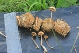 Psilocybe coprophila image
