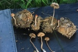 Psilocybe coprophila image