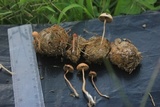 Psilocybe coprophila image