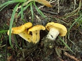 Cantharellus flavus image