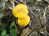 Cantharellus flavus image