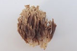 Clavulina cinerea image