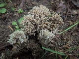 Clavulina cinerea image