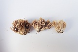 Clavulina cinerea image