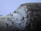Amanita baccata image