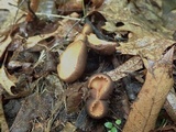 Galiella rufa image