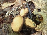 Galiella rufa image