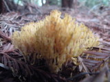 Phaeoclavulina myceliosa image