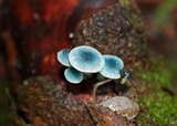 Mycena cyanocephala image