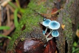 Mycena cyanocephala image