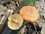 Gymnopilus liquiritiae image