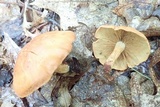 Gymnopilus liquiritiae image