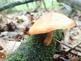 Gymnopilus liquiritiae image