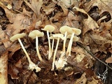 Gymnopus confluens image