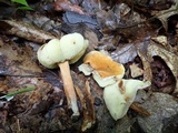Gyroporus castaneus image