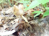 Helvella elastica image