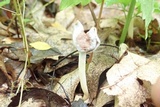 Helvella elastica image