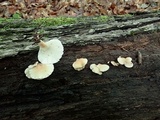 Hohenbuehelia angustata image