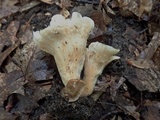 Hohenbuehelia petaloides image