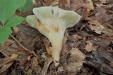 Hohenbuehelia petaloides image