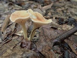 Clitocybe gibba image