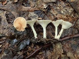 Clitocybe gibba image
