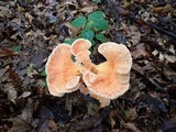 Laetiporus cincinnatus image