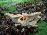 Laetiporus cincinnatus image