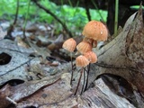 Marasmius siccus image