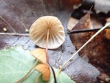 Marasmius siccus image