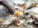Marasmius siccus image