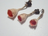 Microstoma floccosum image