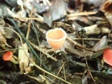 Microstoma floccosum image