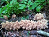 Ramaria stricta image
