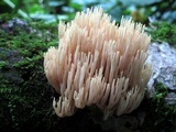 Ramaria stricta image