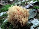 Ramaria stricta image