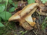 Paragyrodon sphaerosporus image