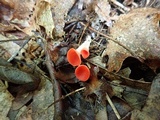 Sarcoscypha occidentalis image