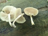 Simocybe centunculus var. centunculus image