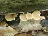 Simocybe centunculus var. centunculus image