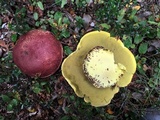 Boletus loyo image