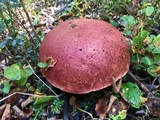 Boletus loyo image