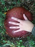 Boletus loyo image