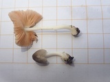 Volvariella nigrodisca image