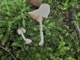 Volvariella nigrodisca image