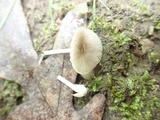 Volvariella nigrodisca image